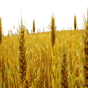 PNG de campo de trigo