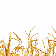 Clipart png de campo de trigo