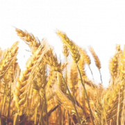 Image PNG de champ de blé