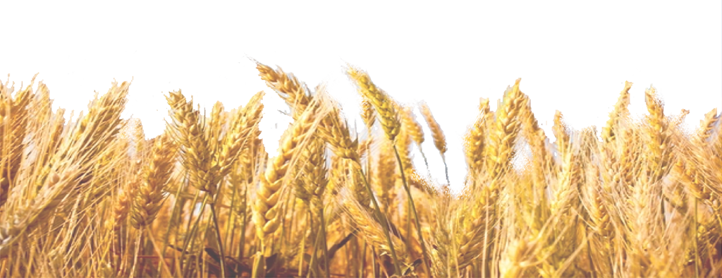 Wheat Field PNG Image