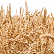 Campo de trigo transparente