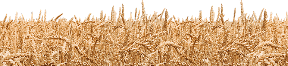 Wheat Field Transparent