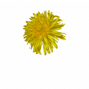 Dandelion amarillo PNG