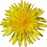 Dandelion jaune png clipart