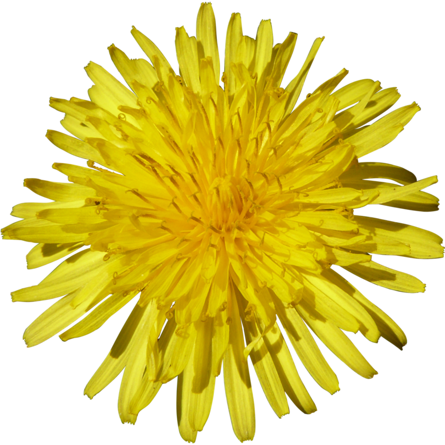 Yellow Dandelion PNG Clipart