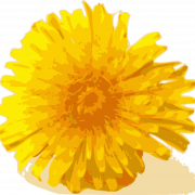 Gele Dandelion PNG Download Afbeelding