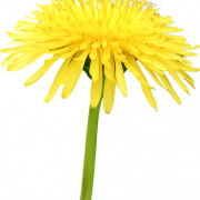 Yellow Dandelion PNG File Download Free