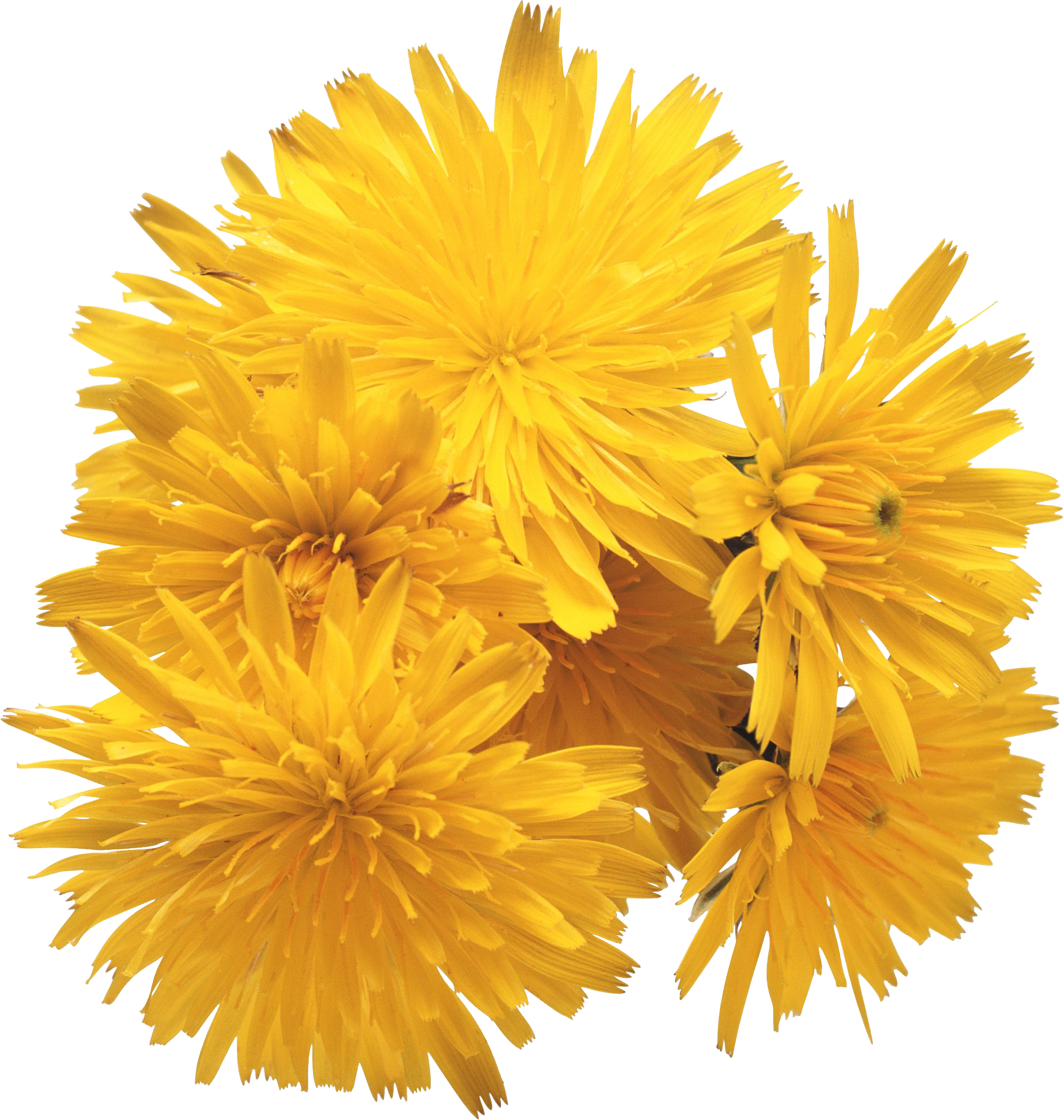 Yellow Dandelion PNG File
