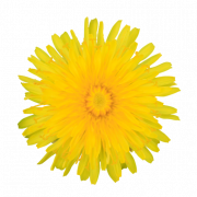 Descarga gratuita de Dandelion amarillo PNG