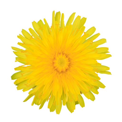 Descarga gratuita de Dandelion amarillo PNG