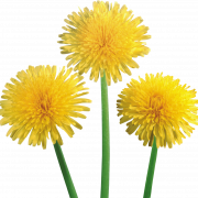 Dandelion สีเหลือง png ภาพฟรี