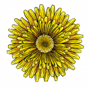 Yellow Dandelion PNG HD Image