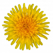 Yellow Dandelion PNG High Quality Image
