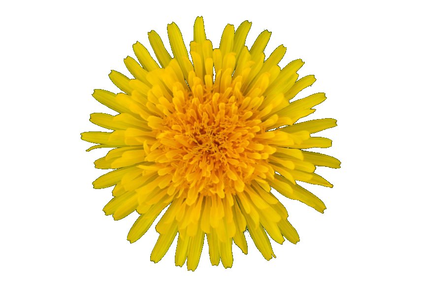 Yellow Dandelion PNG High Quality Image