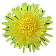 Yellow Dandelion PNG Image File