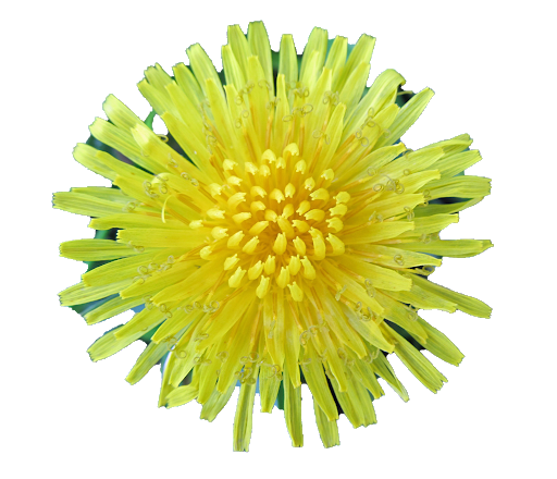 Yellow Dandelion PNG Image File