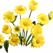 Dandelion amarillo PNG Imagen HD