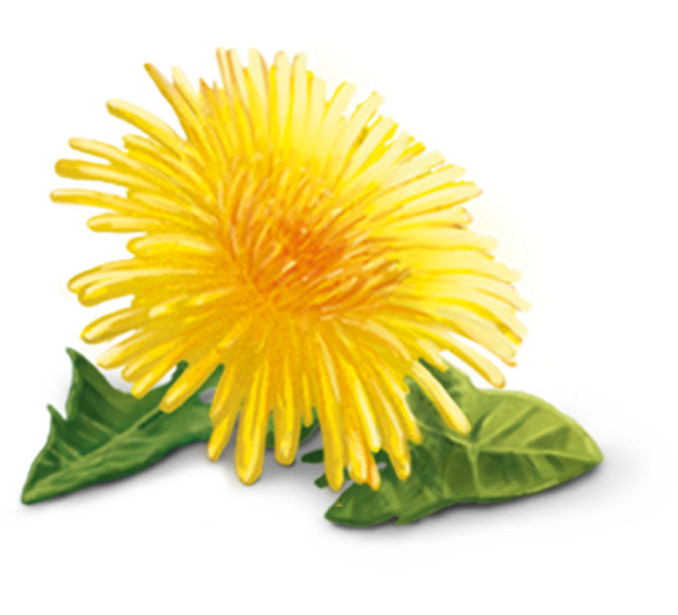 ภาพดอกแดนดิไลอันสีเหลือง PNG