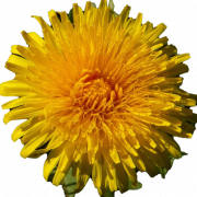 Yellow Dandelion PNG Images
