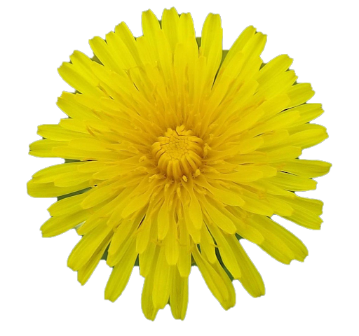 Yellow Dandelion PNG Photo