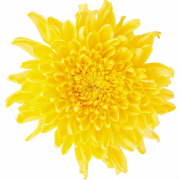 Yellow Dandelion PNG Pic