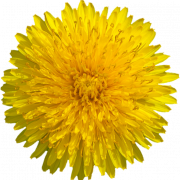 Yellow Dandelion PNG Picture