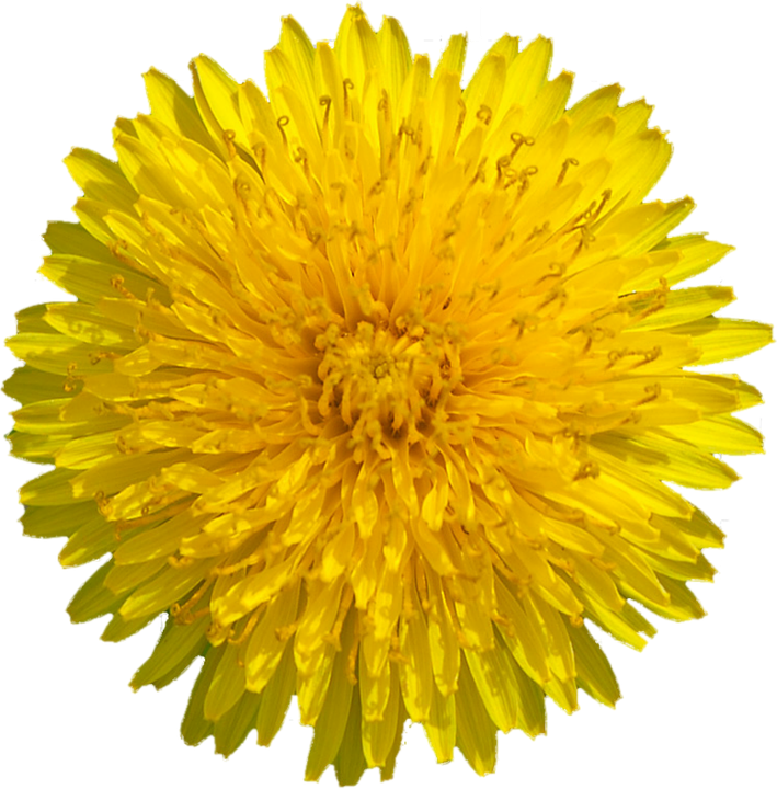 Dandelion amarillo PNG Imagen