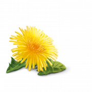 Dandelion jaune PNG Transparent HD Photo