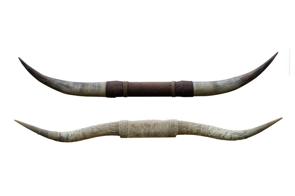 Animal Bull Horn PNG Clipart