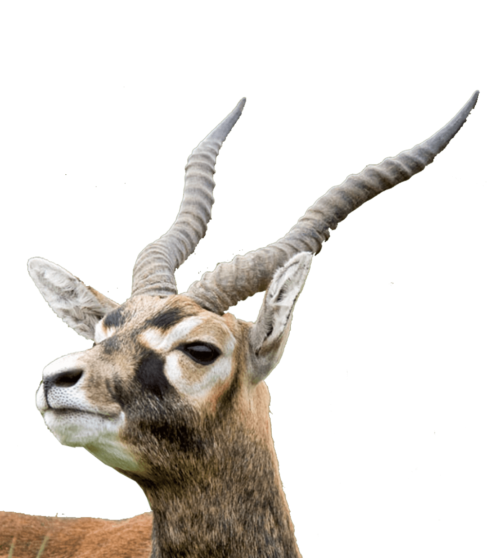 Animal Horn Skull PNG Clipart