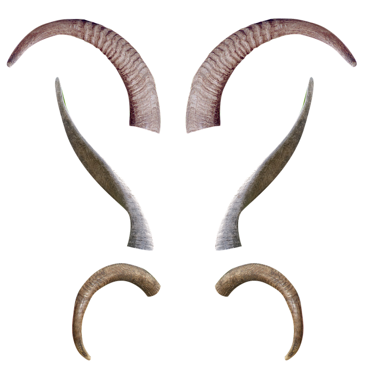 Animal Horn Skull PNG Free Download