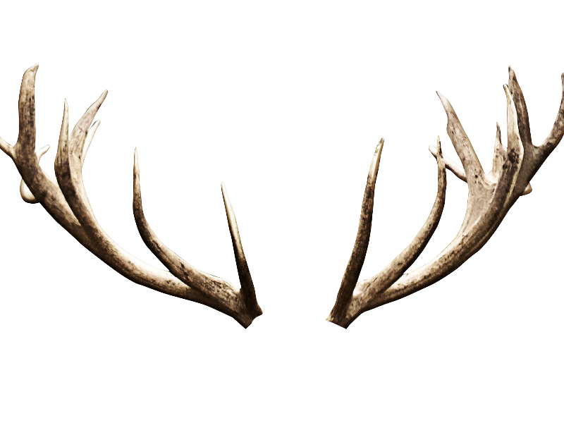 Animal Horn Skull PNG Picture