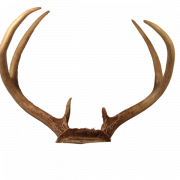 Animal Horn Skull Transparent