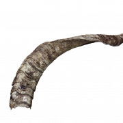 Animal Horns PNG (1)