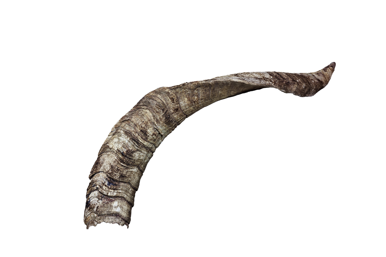 Animal Horns PNG (1)