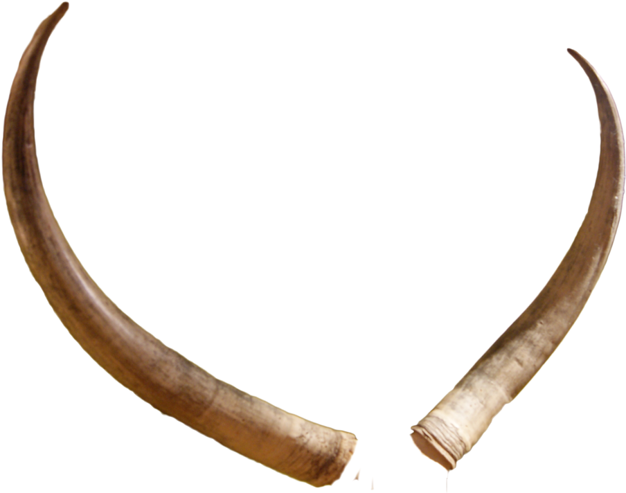 Animal Horns PNG File (1)