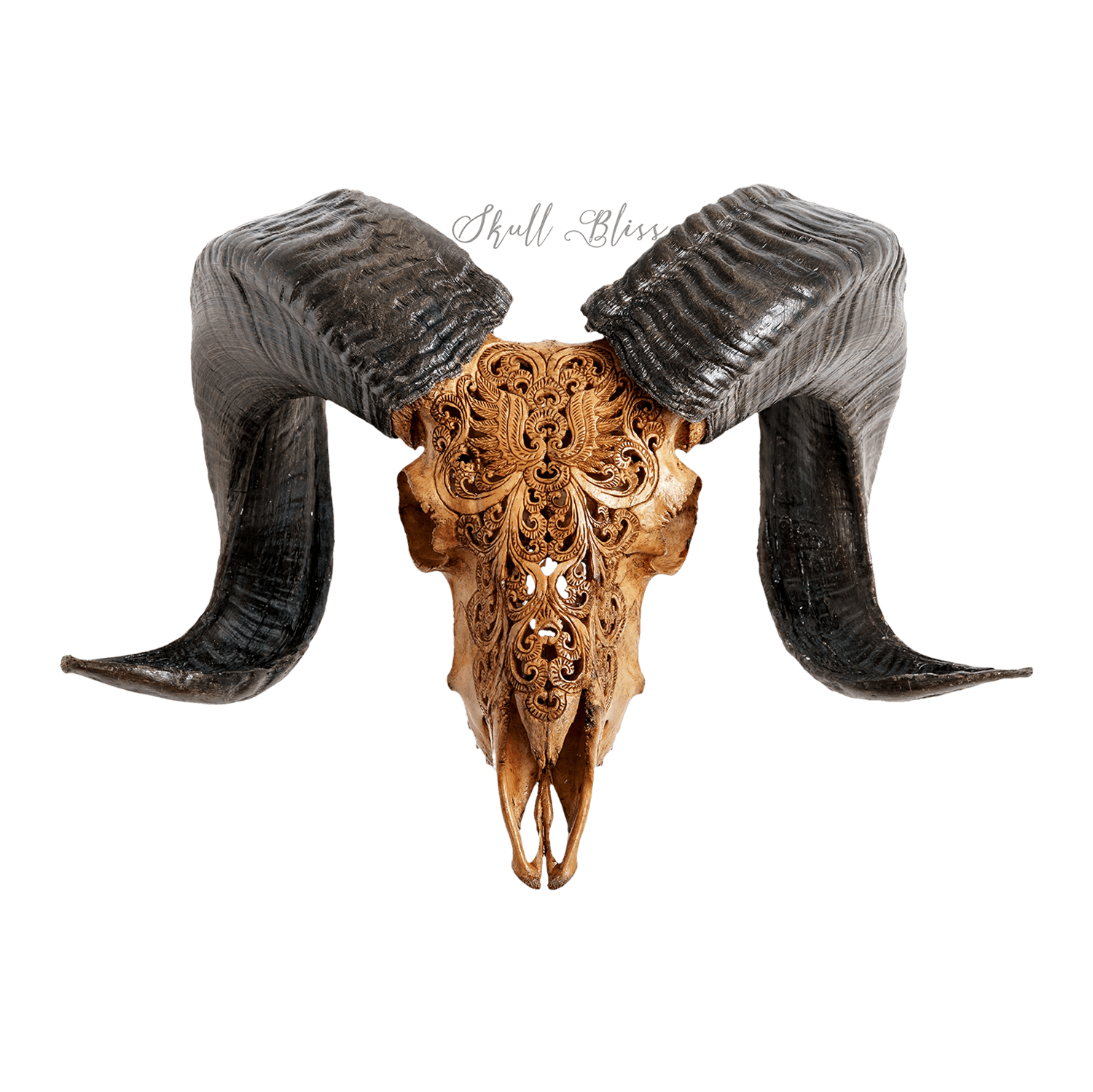 Animal Horns PNG Image HD