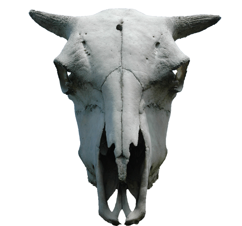 Animal Horns PNG Images