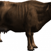 Cattle PNG Clipart