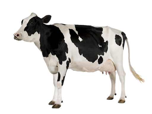 Cattle PNG File Download Free