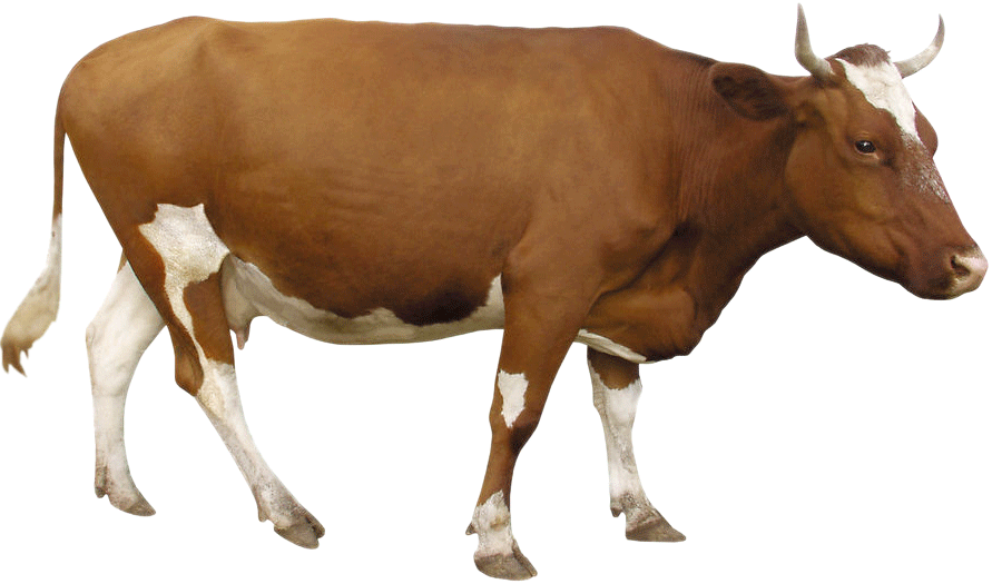 Cattle PNG Free Download
