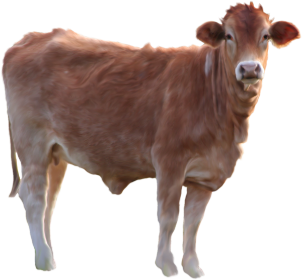 Cattle PNG Free Image