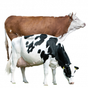 Высококачественный изображение крупного рогатого скота PNG
