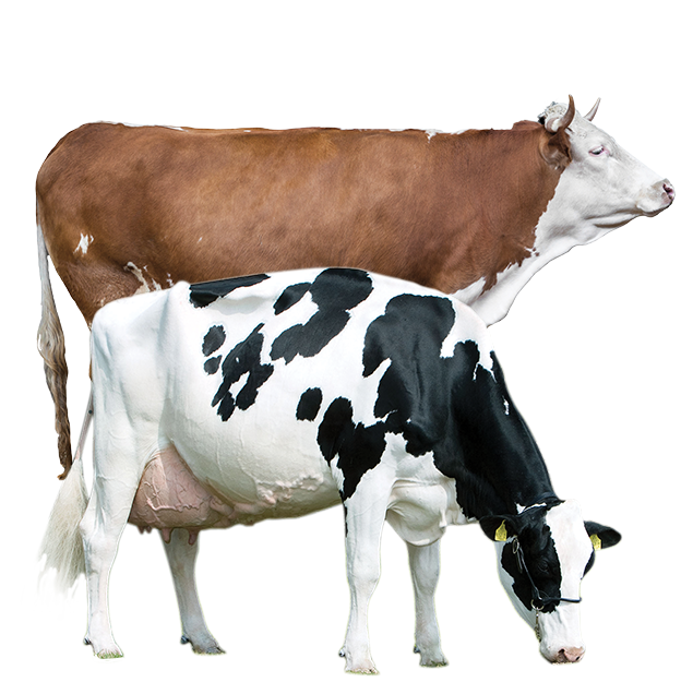 Cattle PNG High Quality Image