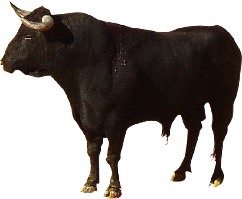 Cattle PNG Image