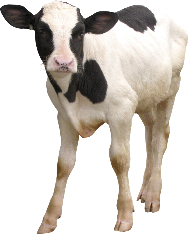 Cattle PNG Pic