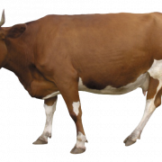 Cattle PNG Picture