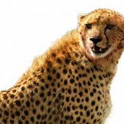 Cheetah PNG Clipart