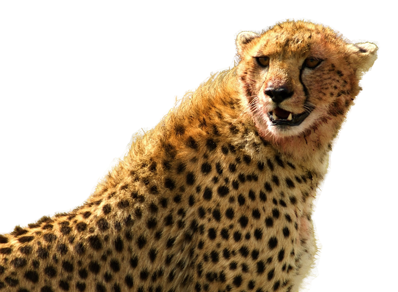 Cheetah PNG Clipart