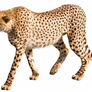 Cheetah Png ดาวน์โหลดภาพ